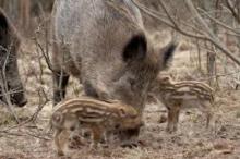 Afrykański pomór świń u dzików