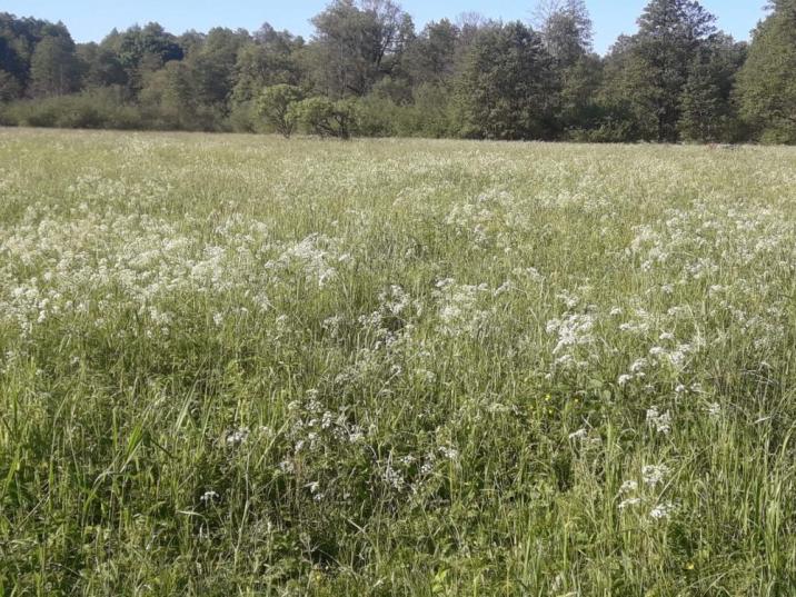 Foto: Krzysztof Lis. Nadleśnictwo Orneta