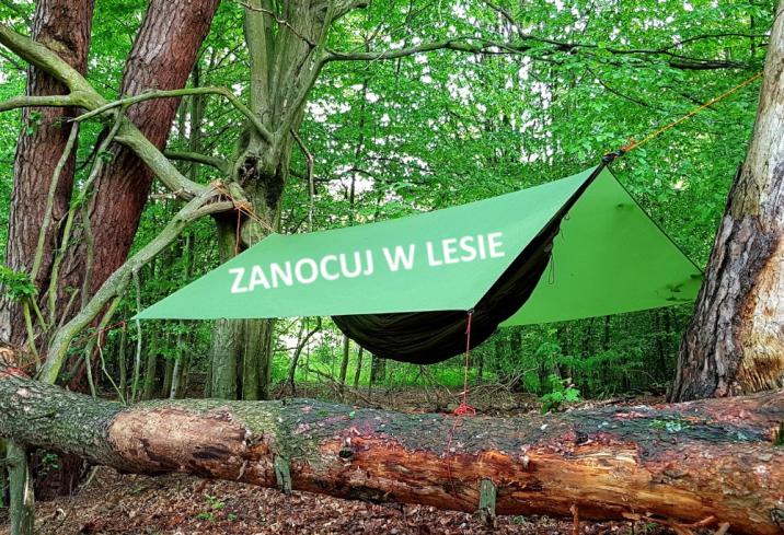 Zanocuj w lesie