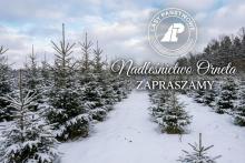 CHOINKOBRANIE. Choinka prosto z lasu!